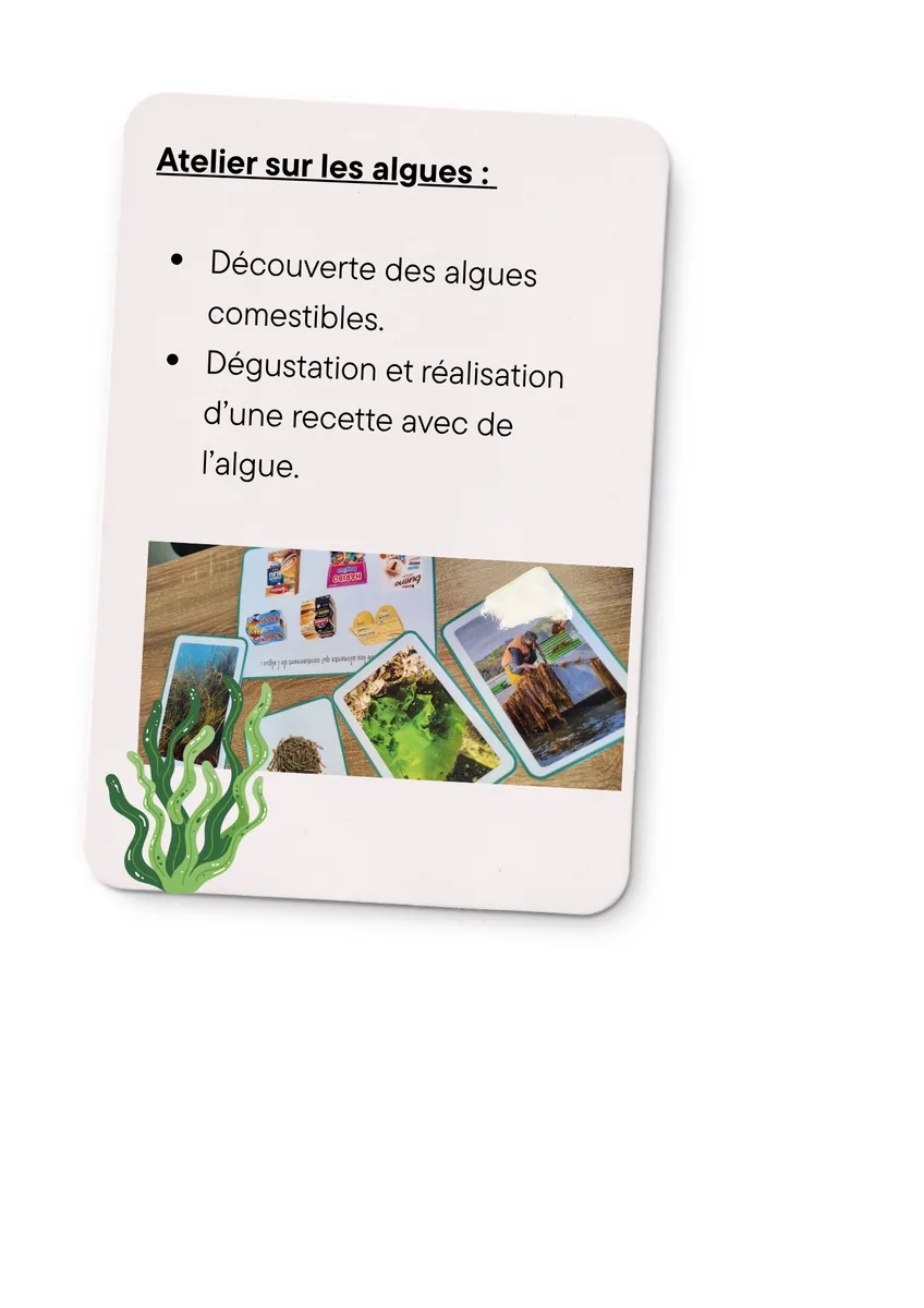 Atelier autour des algues